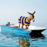 Profilbild von donkey garden