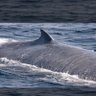 CKLeviathan profil fotoğrafı