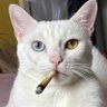 Gatotário profil fotoğrafı