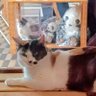 はるちゃん profil fotoğrafı