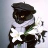 jae ꕤ's profile picture