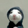 Profilbild von henri