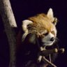 さらていらー profil fotoğrafı
