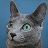 GreenLily's Lili 🇫🇮 🇪🇺 🩷🐈⬛🩷 的头像