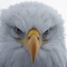 The Wary Eagle ™'s profile picture