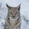 Mzungu 🇸🇪 profil fotoğrafı