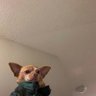 Mômô profil fotoğrafı