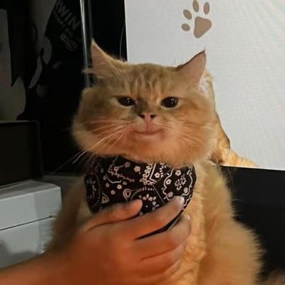 ryuuki_matcha's profile picture