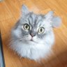 콩콩 profil fotoğrafı