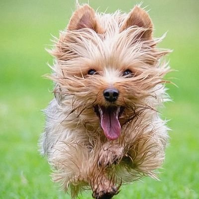 Pastry Heaven's profile picture