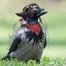 Carrion Crow's profile picture