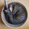 Фото профиля 保護猫ドリ｜16歳のおじいにゃん🐾
