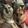 UKGSD profil fotoğrafı