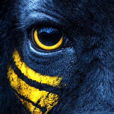 Ada Ali's profile picture