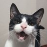 alte :v's profile picture