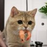Фото профиля 🧡แมวกินกุ้ง