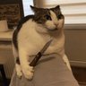 Фото профиля 😺
