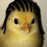 Scuba Steve's profile picture