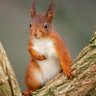 DoomSquirrelReborn profil fotoğrafı