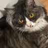 mia wallace the cat profil fotoğrafı