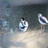 Thinking Avocet 的头像