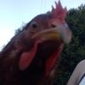 Profilbild von Noze