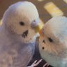 みぃ✩🐑🦔✩'s profile picture