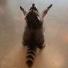 Ehis's profile picture