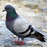 Real wala pigeon 的头像