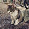 coco@消費税廃止 profil fotoğrafı