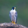 Peregrine Falcon(Peregreen Phaalkan) 的头像