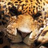 Benceno893's profile picture