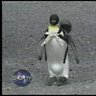 Фото профиля pinguim