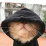 boi 的头像