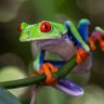whatthefrog profil fotoğrafı