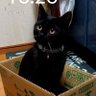 さとっしー profil fotoğrafı