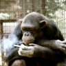 Chimpin' Aint Easy 的头像