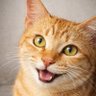 Bacot Cat's profile picture