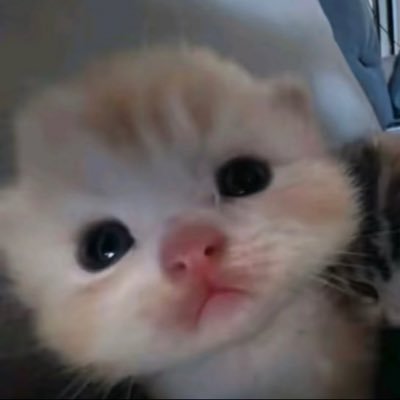 活着真豆不容易's profile picture