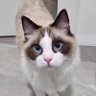 Tofik Cat's profile picture