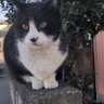 ❤️kazumi💖 profil fotoğrafı