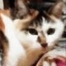 Фото профиля ききねこ