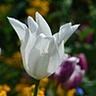 Фото профиля Brahimi Faiza