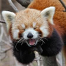 Droll's profile picture