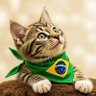 🇧🇷 Gatinho Brasileiro 🐱's profile picture