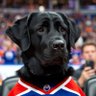 Wonderdawg's profile picture