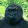 さむらい profil fotoğrafı