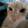 gato 的头像