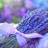 ラベンダー💜FLY YUZU 夢は叶う💜 profil fotoğrafı