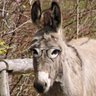 Schwurbelinchen123 🐴's profile picture